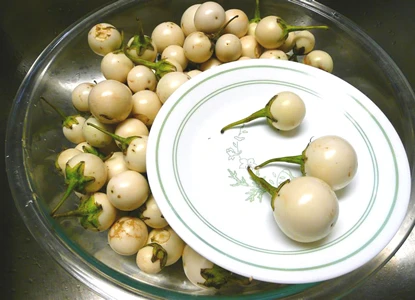 Bài thuốc từ cà pháo giúp chữa khỏi nhiều bệnh