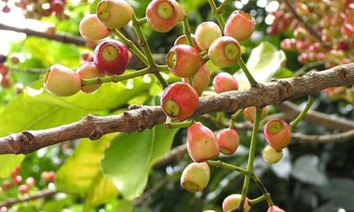 Sự thật ít biết về cây vối quen thuộc với người Việt