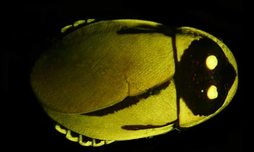 Khám phá cực thú vị về loài gián phát sáng