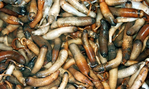 Con bông thùa kỳ lạ và khám phá thú vị ít ai hay