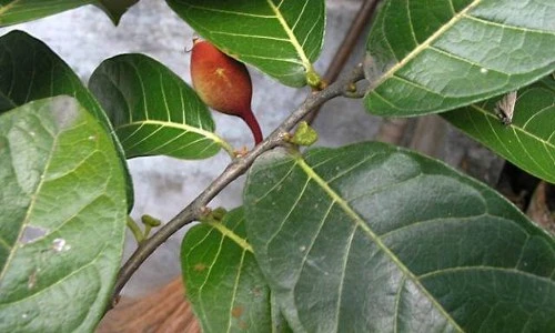 Sự thật về độc tố khủng khiếp của cây sui ở Việt Nam