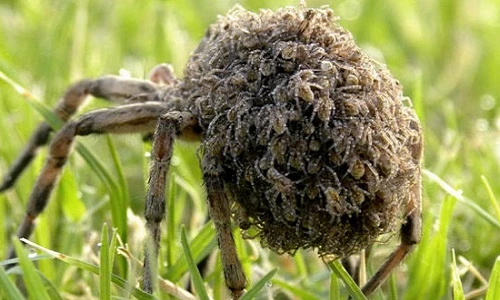 Những động vật không thể ngờ là bà mẹ tốt