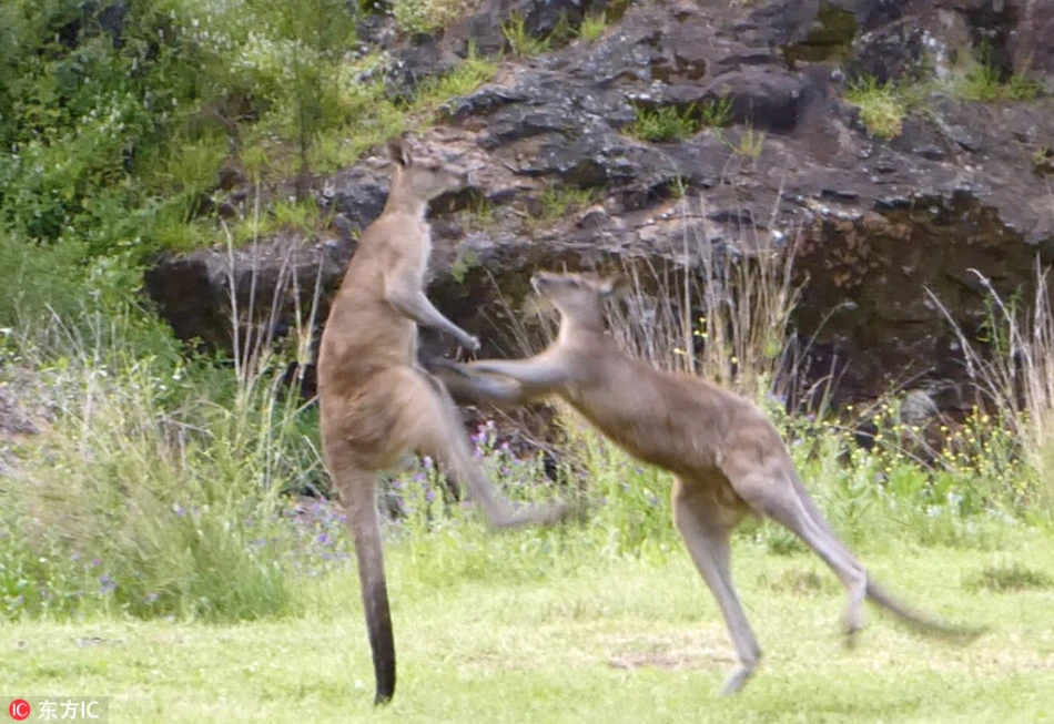 Màn kịch chiến như... võ sĩ chuyên nghiệp của chuột túi