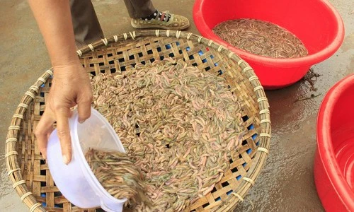 Khám phá cực thú vị về loài rươi đặc sản Việt Nam