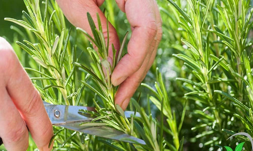 Khám phá thú vị về cây hương thảo quen thuộc ở VN