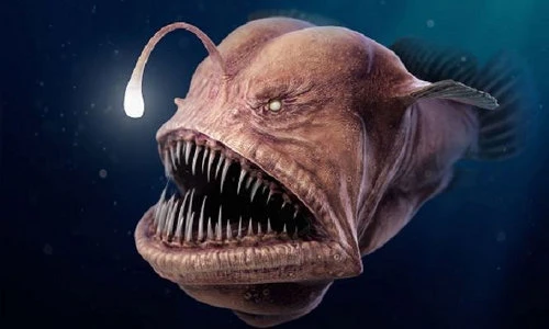 Chân dung cá xấu nhất quả đất lại còn ân ái kỳ dị