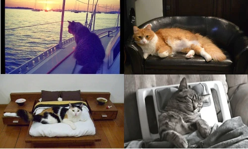 Cuộc sống xa hoa của loài mèo khiến người "phát hờn" (1)