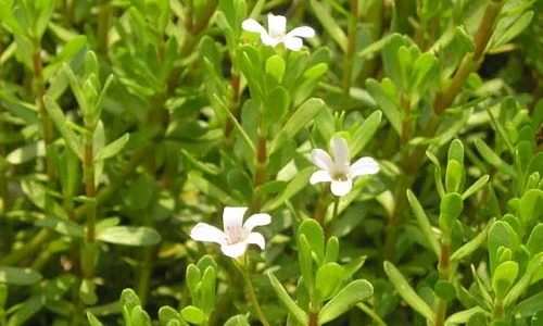 Khám phá bất ngờ về cây rau đắng