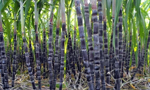 Thú vị với những khám phá mới về cây mía