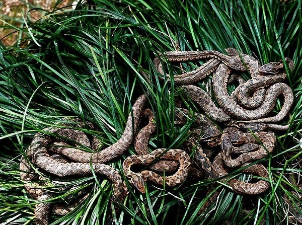 Những hòn đảo bị “quái thú” thống trị không ai dám bén mảng