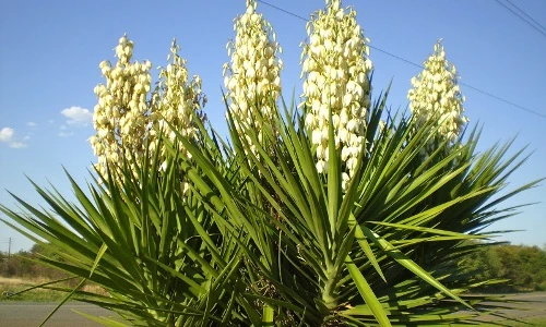 Lạ lùng cây ngọc giá, ra hoa là chết, có ở Việt Nam