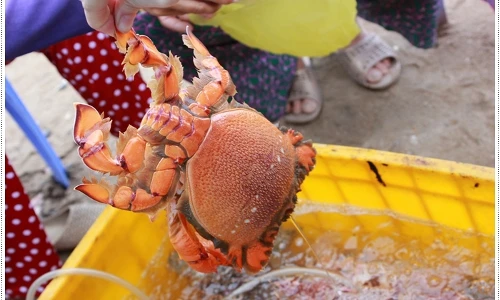 Khám phá thú vị về loài cua huỳnh đế nổi tiếng