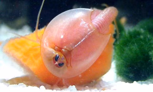 Tôm nòng nọc xấu xí, hóa thạch sống ăn thịt cả đồng loại