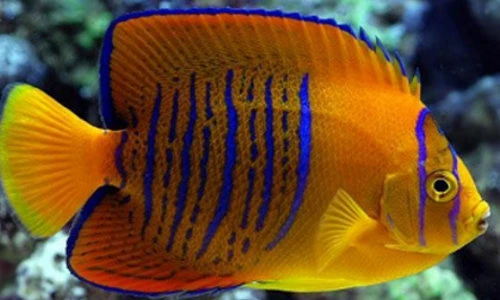 Những sự thật thú vị về loài cá ít ai hay