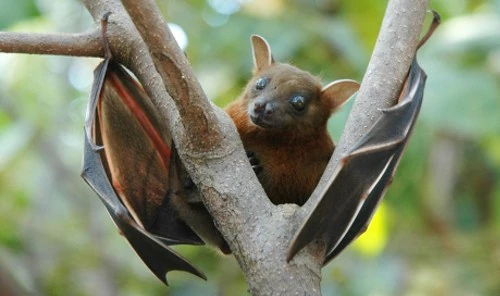Khám phá cực thú vị về loài dơi