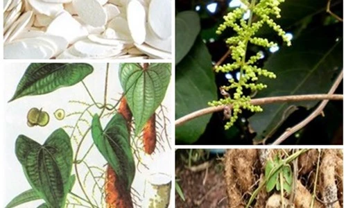 5 bài thuốc chữa viêm loét dạ dày từ hoài sơn