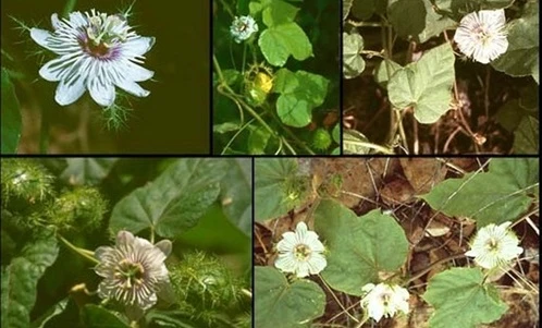 Bài thuốc an thần, chữa mất ngủ từ cây lạc tiên