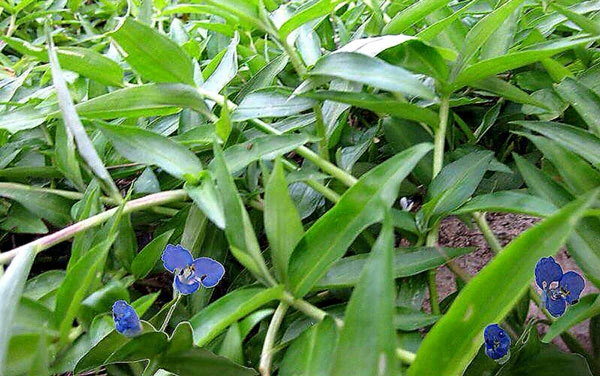 Khám phá những loài rau dại người miền Tây mê mẩn