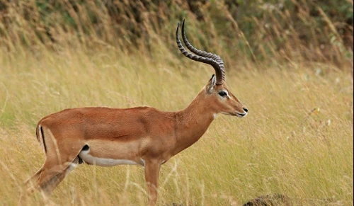 Những khám phá mới cực thú vị về loài linh dương