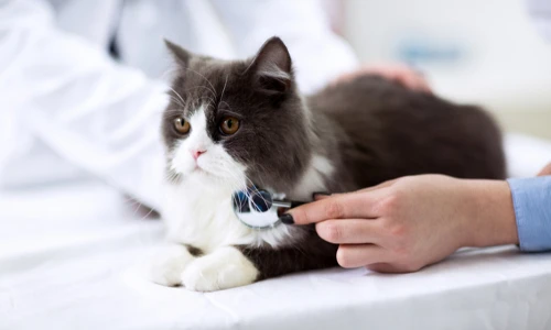 Điều thú vị ít ai ngờ tới về cái tai của loài mèo