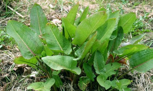 Khám phá ít ai biết về cây chút chít mọc hoang khắp nơi