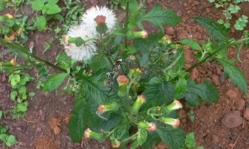 Khám phá về rau tàu bay - loại rau dại sạch ở Việt Nam