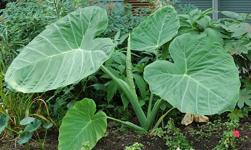 Điều ít ai biết về cây dọc mùng quen thuộc