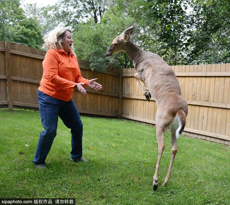 Chuyện cảm động về số phận của chú hươu con mồ côi