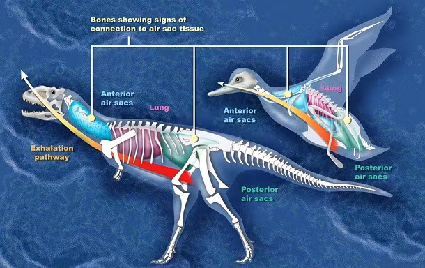 Những lầm tưởng về khủng long ai cũng mắc (2)