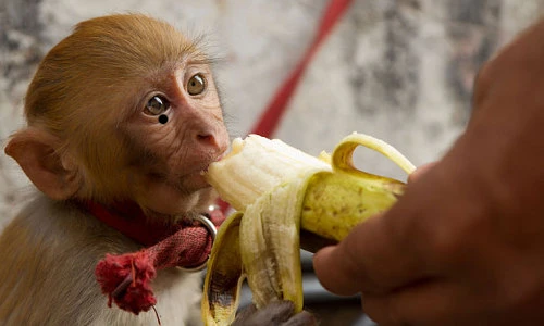 Thay chó, mèo, “top” động vật kỳ dị được nuôi như thú cưng 