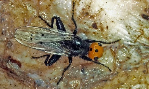 Rùng mình những côn trùng nhỏ bé ăn xác chết "thành thần" 