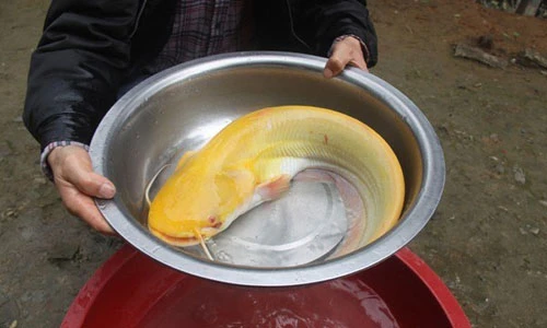 Điểm danh động vật có màu da lòe loẹt khác loài 