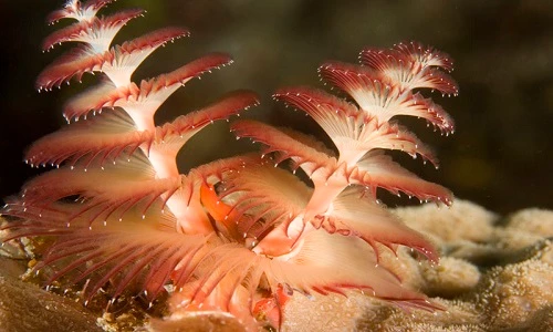 Ớn lạnh với những loài giun biển đẹp, độc