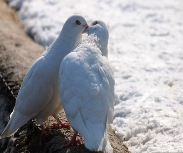 10 kiểu hôn mà phụ nữ ghét cay ghét đắng