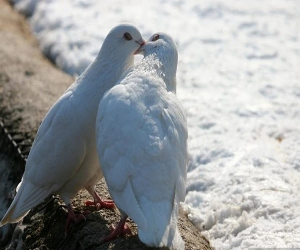 10 kiểu hôn mà phụ nữ ghét cay ghét đắng