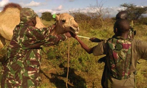 Lạ: Lạc đà được “biên chế” làm nhiệm vụ tuần tra