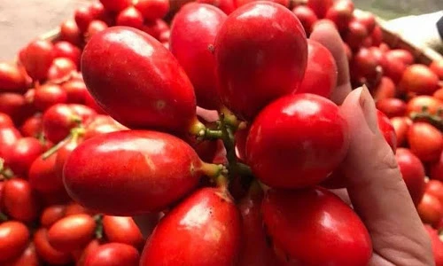 Điều thú vị về quả máu độc lạ, đặc biệt ở Quảng Ninh