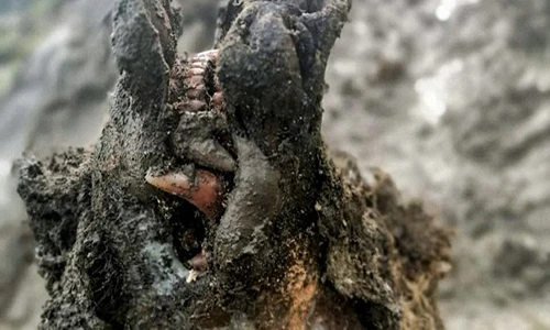 Phát hiện gấu đóng băng suốt 3.500 năm, lộ bí mật không tưởng