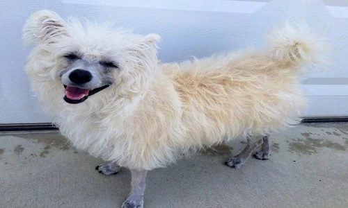 Tròn mắt xem các loài chó mà chẳng hề giống chó