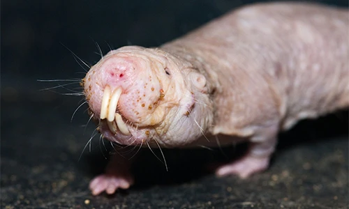 Top động vật có vú kỳ lạ nhất thế giới, giật mình số 3