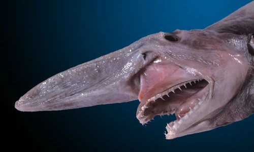 Top 10 loài động vật kỳ lạ, đến nay vẫn còn tồn tại trên Trái Đất