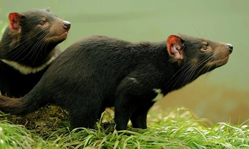 Điểm danh 10 loài động vật “khủng bố khứu giác” nhất hành tinh