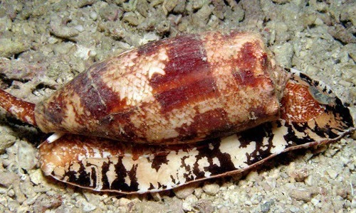 Sự thật kinh hoàng về loài ốc cực độc có ở Việt Nam