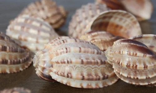 Điều ít biết về ốc khế, sống dọc ven biển miền Trung