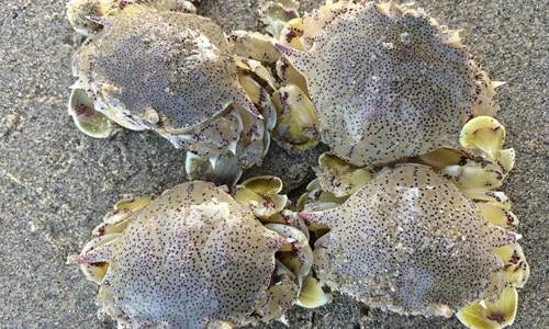 Khám phá kỳ thú về con cúm núm, đặc sản Cần Giờ