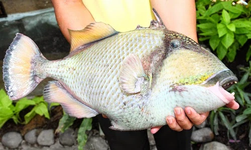 Khám phá bất ngờ về cá bò giáp có ở Nha Trang