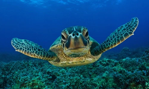 Điểm danh những động vật chịu cảnh “móm mém” suốt đời