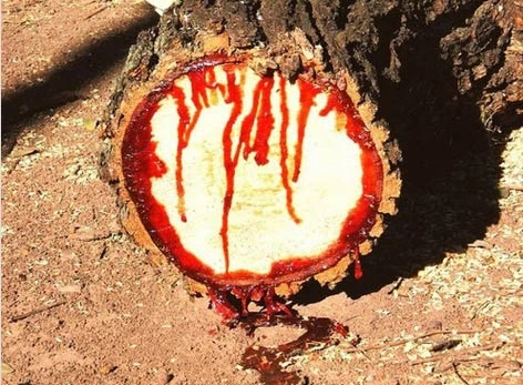 Kỳ dị những loài cây có đặc tính giống... người