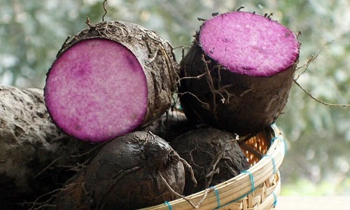 Khám phá bất ngờ về khoai vạc gắn liền với dân Đông Nam Bộ