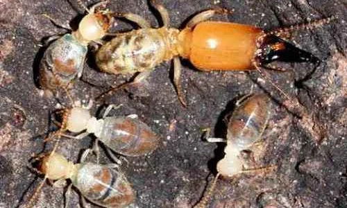 Loài mối “xả thân vì nghĩa lớn” để chống lại kẻ thù